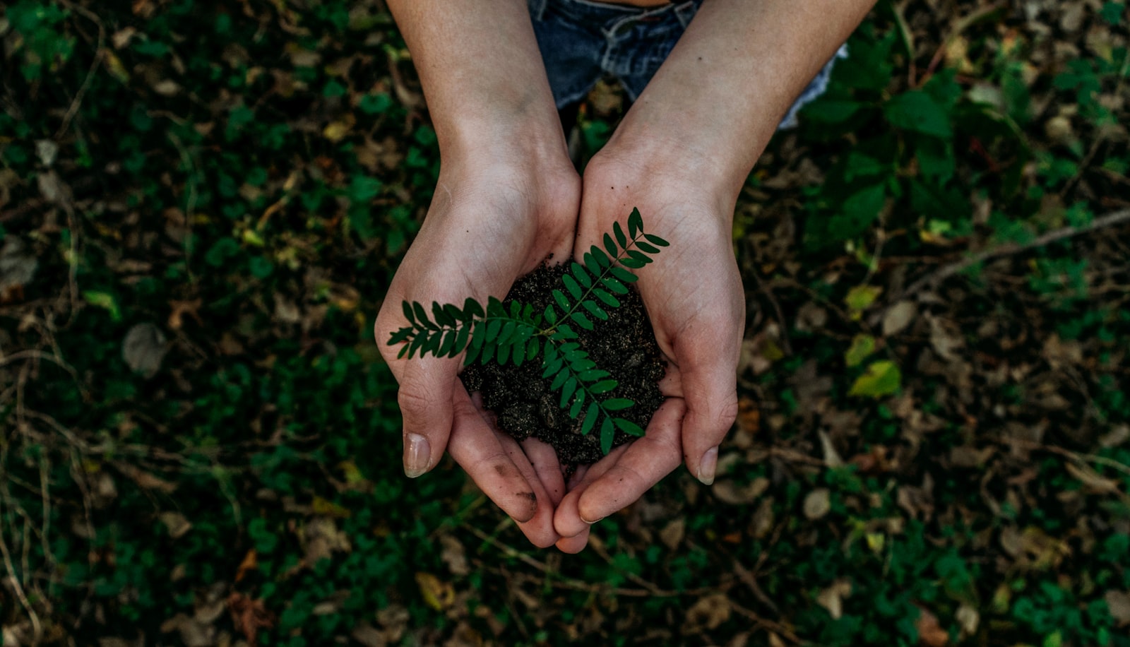 Environmental Awareness Programs Conducted by NGOs in India